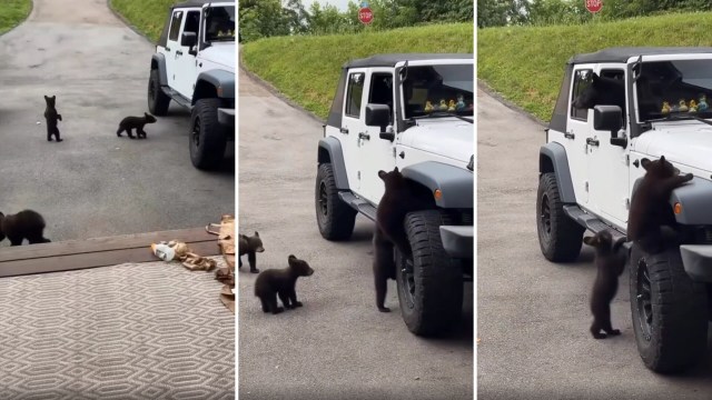 Three playful bear cubs explore a parked white Jeep in a wooded area.