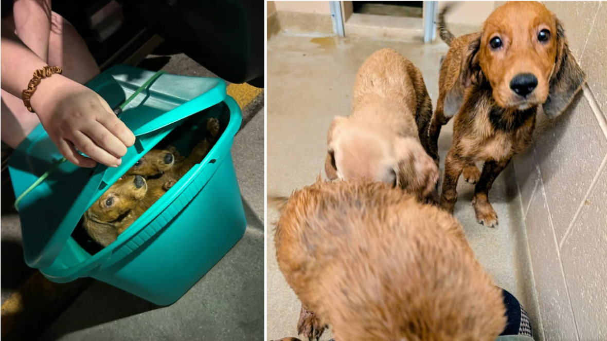Three puppies were found trapped in a plastic bin. Then authorities made an even worse discovery