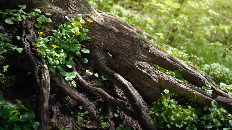 Simple gardening tips for landscaping around exposed tree roots