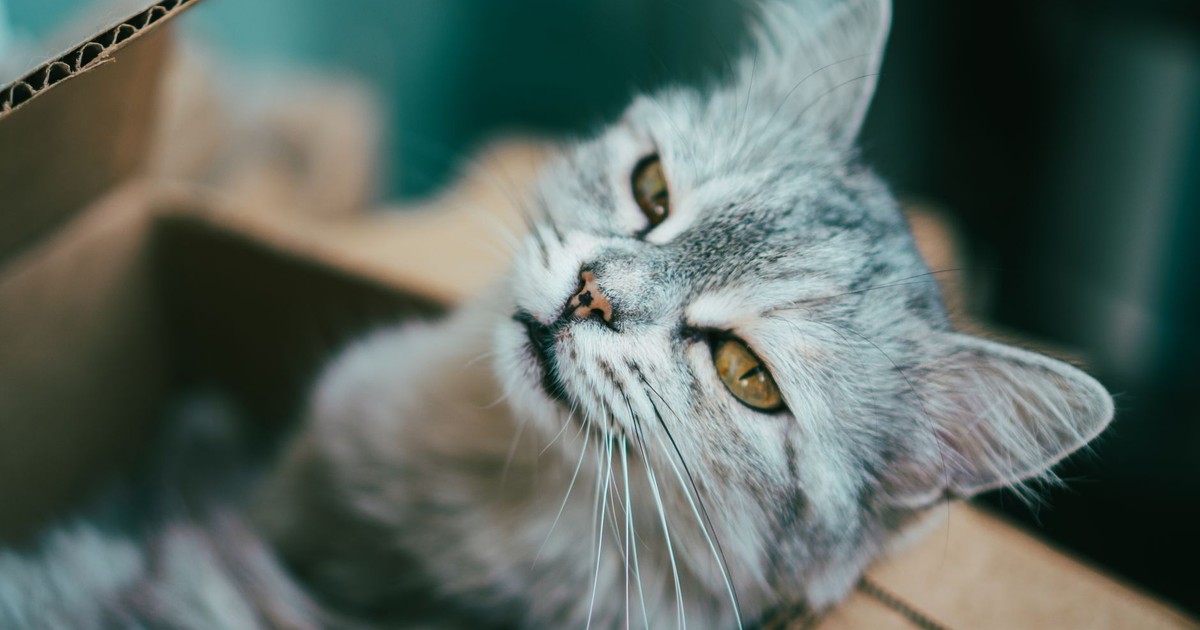 Gray cat with yellow eyes sitting comfortably in a cardboard box, gazing away.