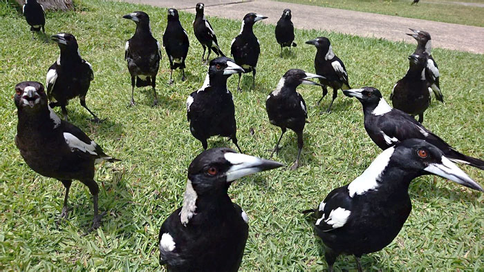 49 Pics That Show Countries Around The World Have Their Own Kinds Of “Pigeons”