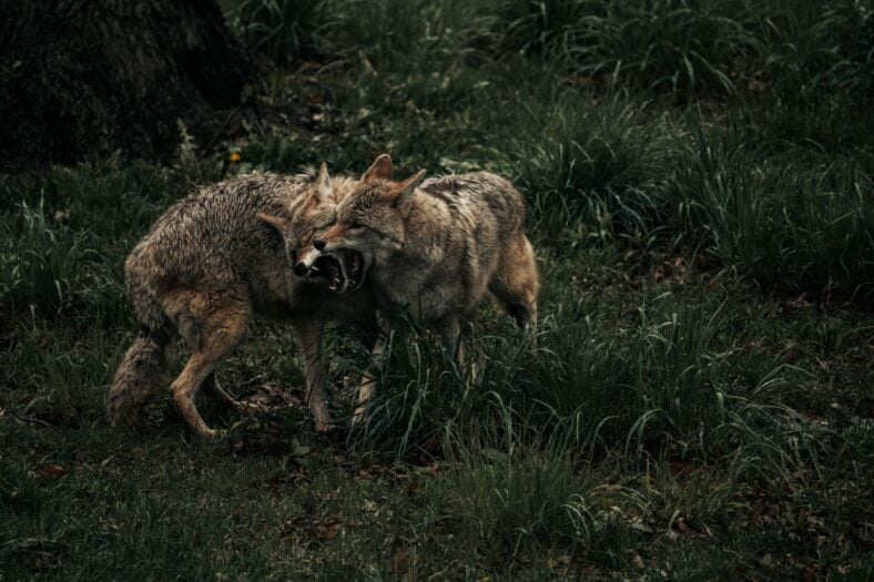 Coyote Family