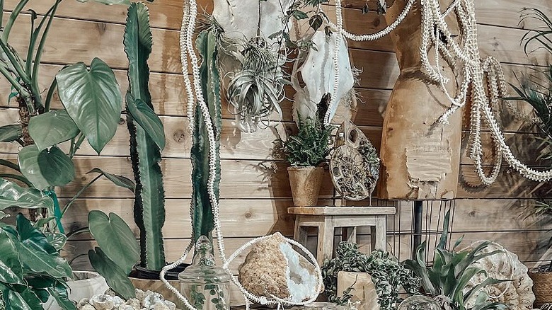 Assortment of plants, stones, gemstones, skulls, and beads at Seed to Stem in Westborough, Massachusetts