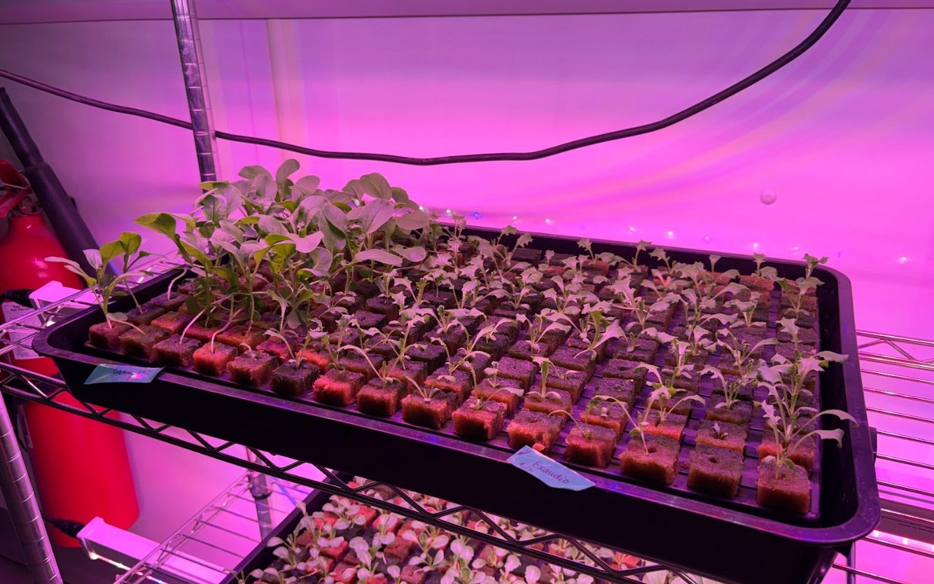 Some crops have already been harvested at the underground lab which is hosted by the working Boulby mine