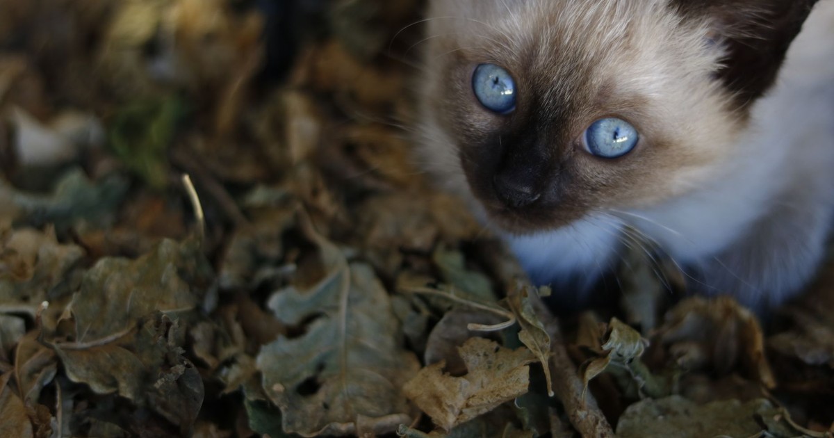 Close-up of a Siamese kitten with striking blue eyes sitting among dry autumn leaves.