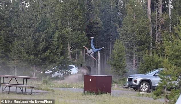Heart-stopping video of the attack showed the bull bison becoming frustrated and charging at McDaniel, chasing him through the trees