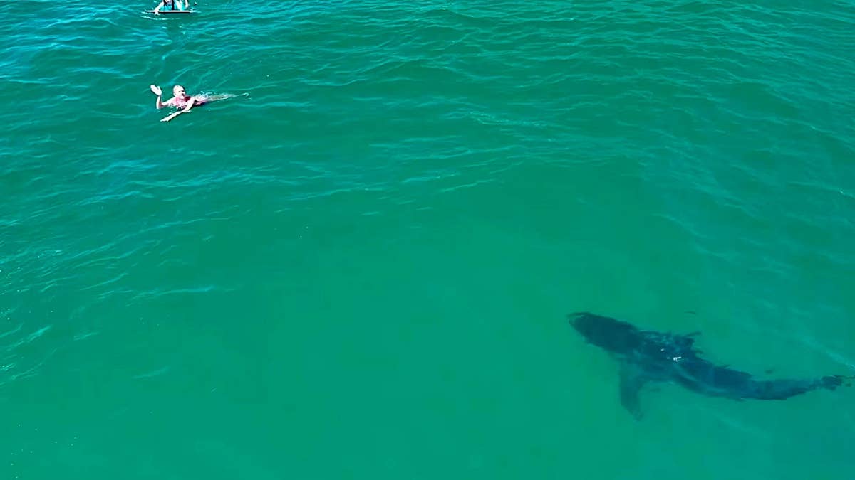 10-Foot Great White Shark Stalks Unaware Swimmers in Southern California (Video)