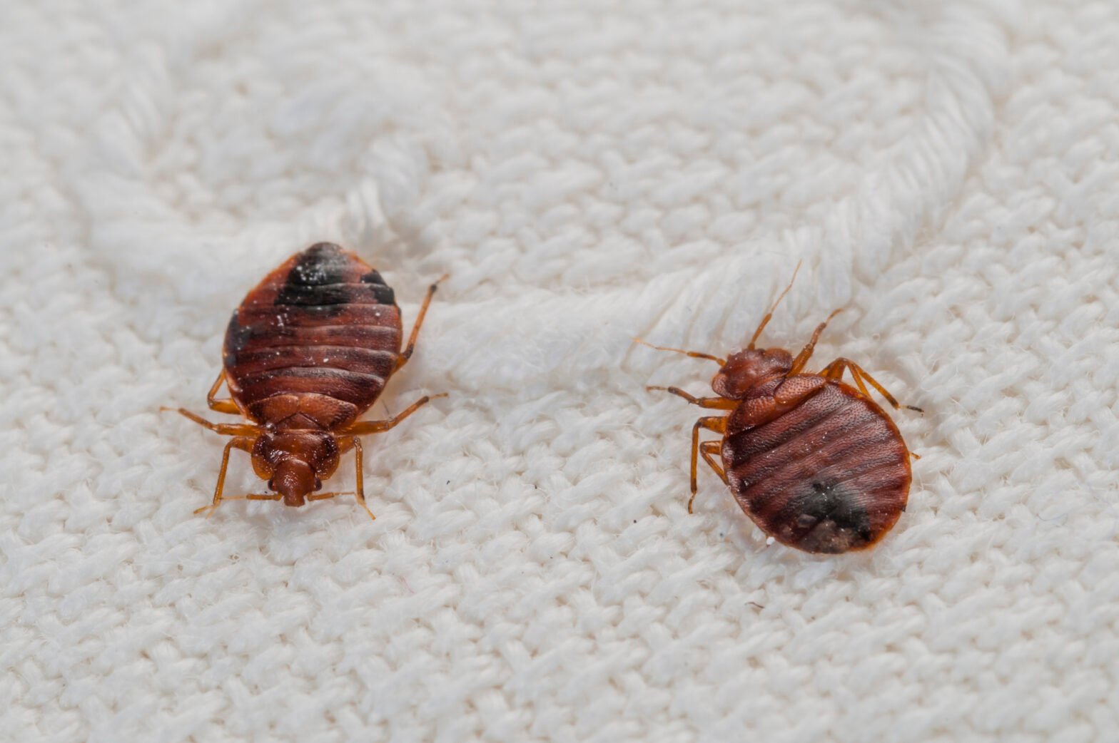 These popular US destinations ranked among the worst for bed bugs in 2026