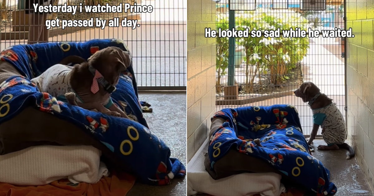 Shelter Dog Has People ‘Gasping at His Face' & a Glow-up Doesn't Help