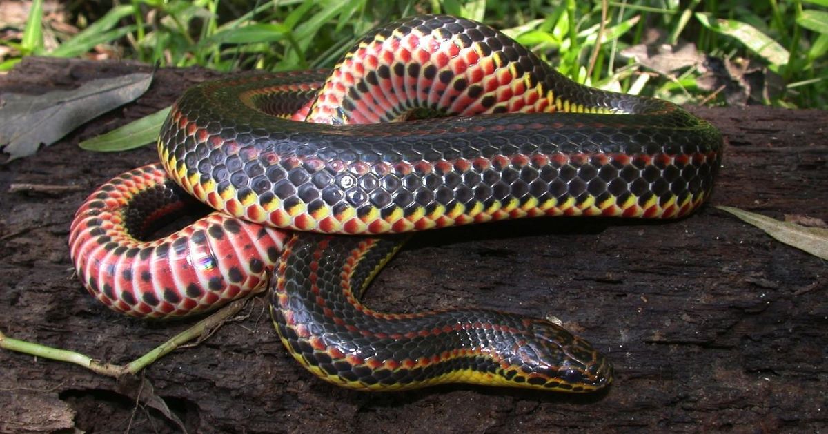 Rainbow Snake population declining; public asked to report sightings