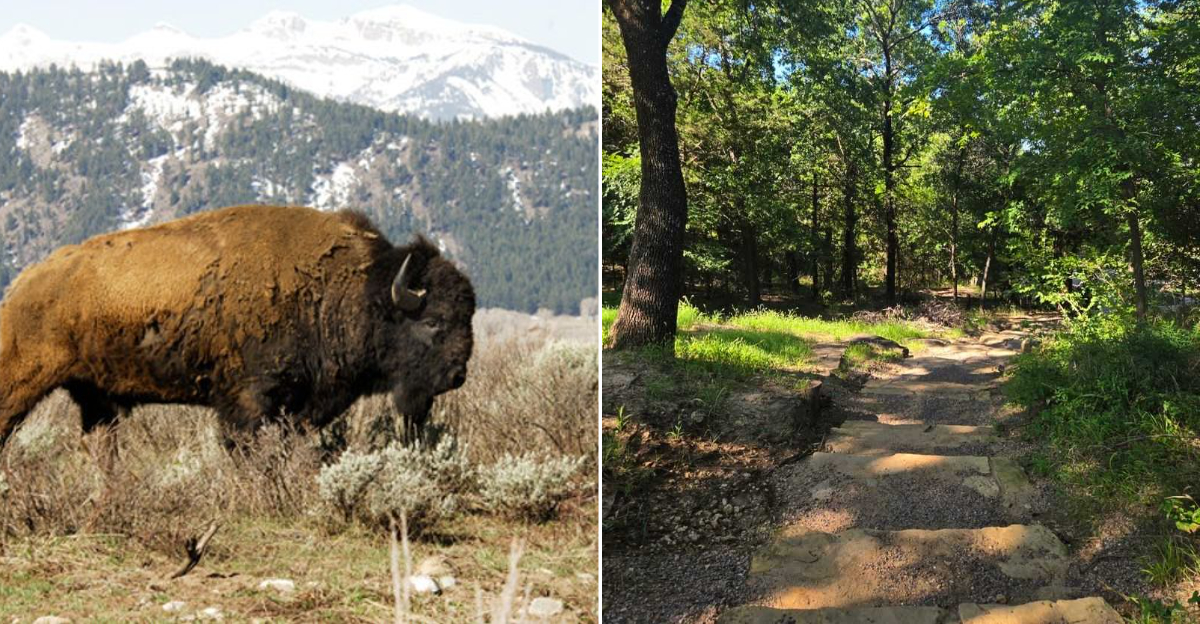 This Under-The-Radar Oklahoma Park Might Be The Best Place To See A Bison In The Wild