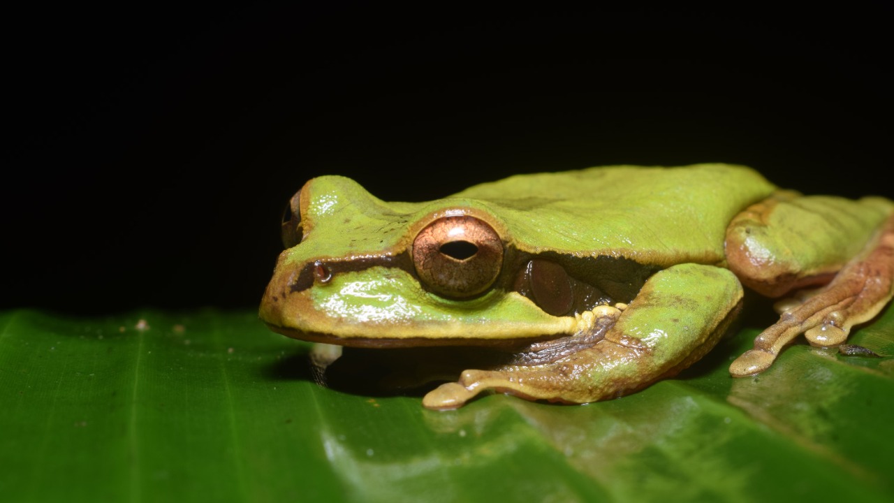 A tiny frog that carries its young on its back was found in the Peruvian Amazon