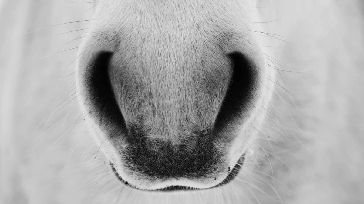 Racehorse Study Links Omeprazole Use To Higher Risk Of EIPH Detection