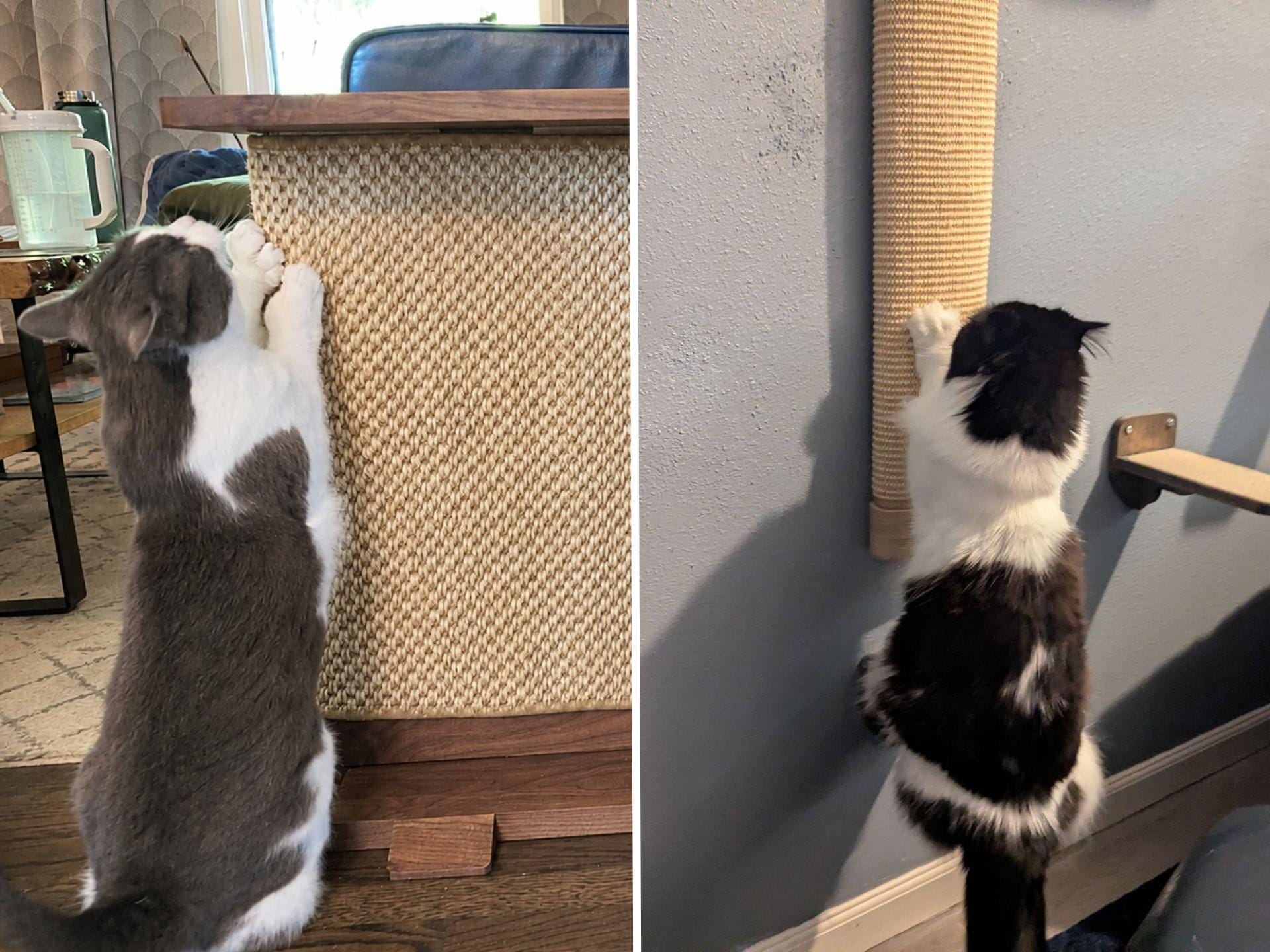 Best products to protect furniture from cat scratching