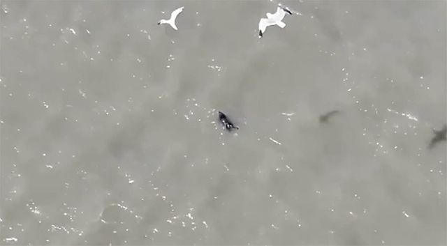 Dog Missing Since Fourth of July Found Swimming in Bay