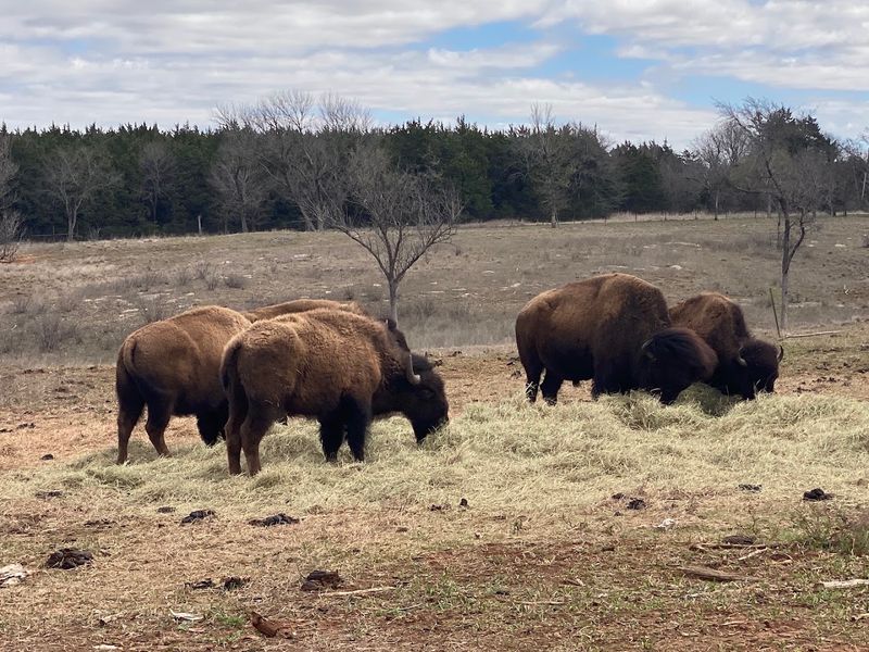 A Herd That Feels Deeply Rooted