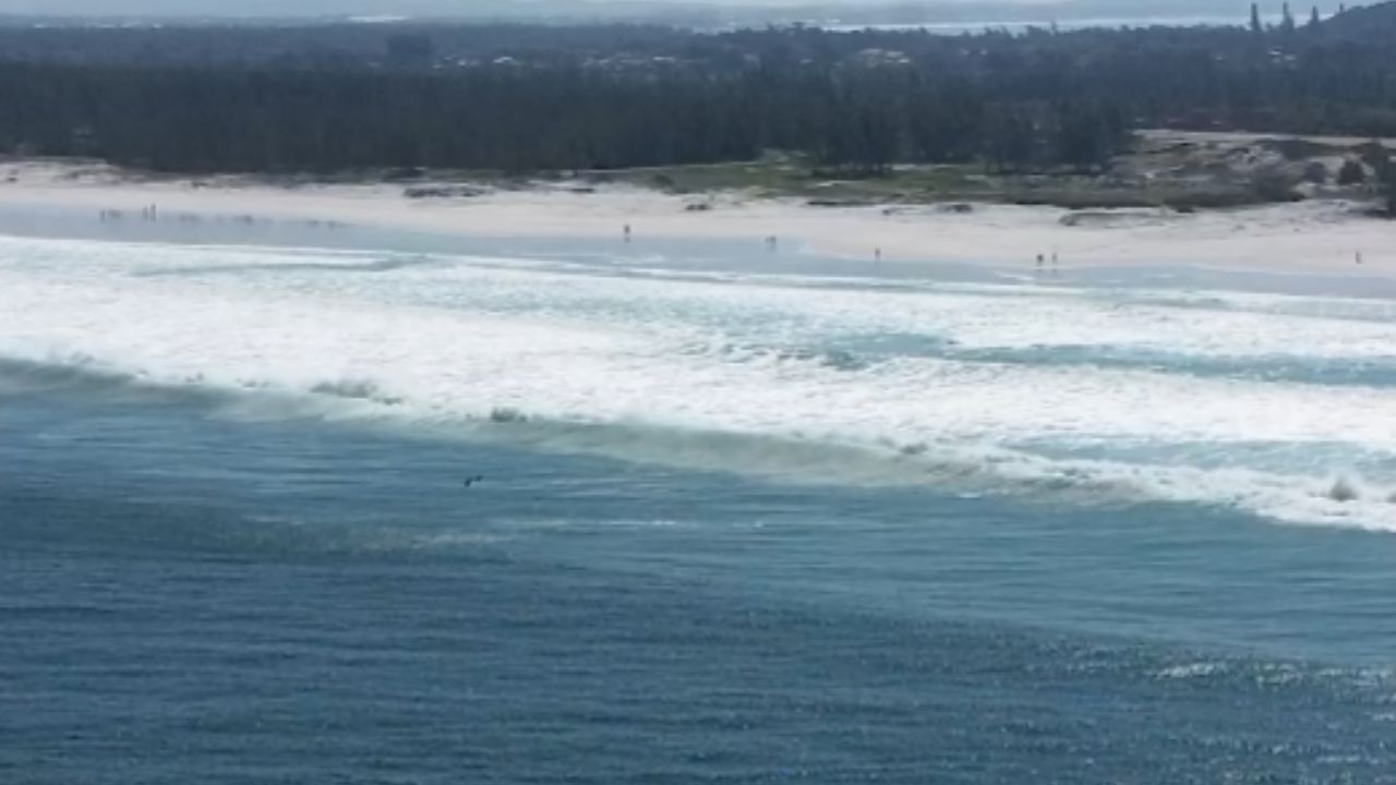 Terrifying moment: Eagle ray cornered by orca pod in shallow waters