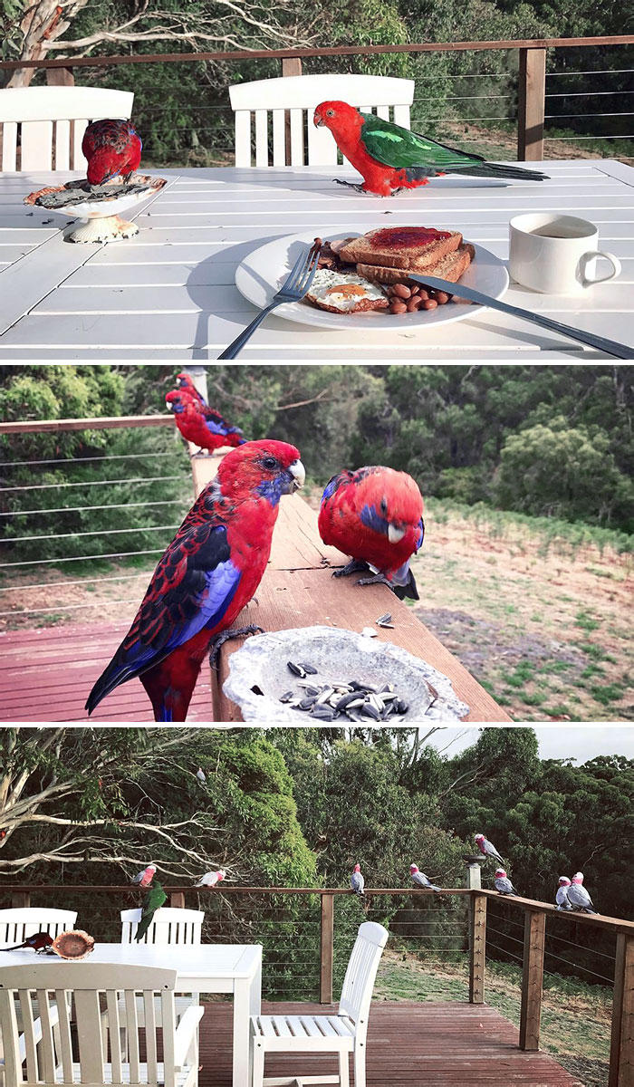 49 Pics That Show Countries Around The World Have Their Own Kinds Of “Pigeons”