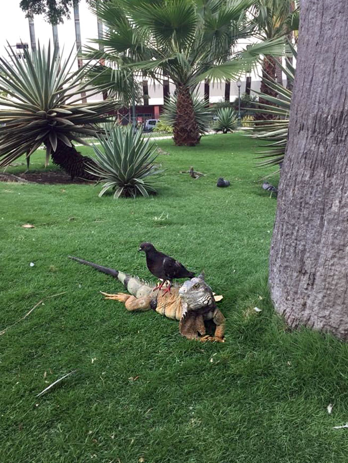 49 Pics That Show Countries Around The World Have Their Own Kinds Of “Pigeons”