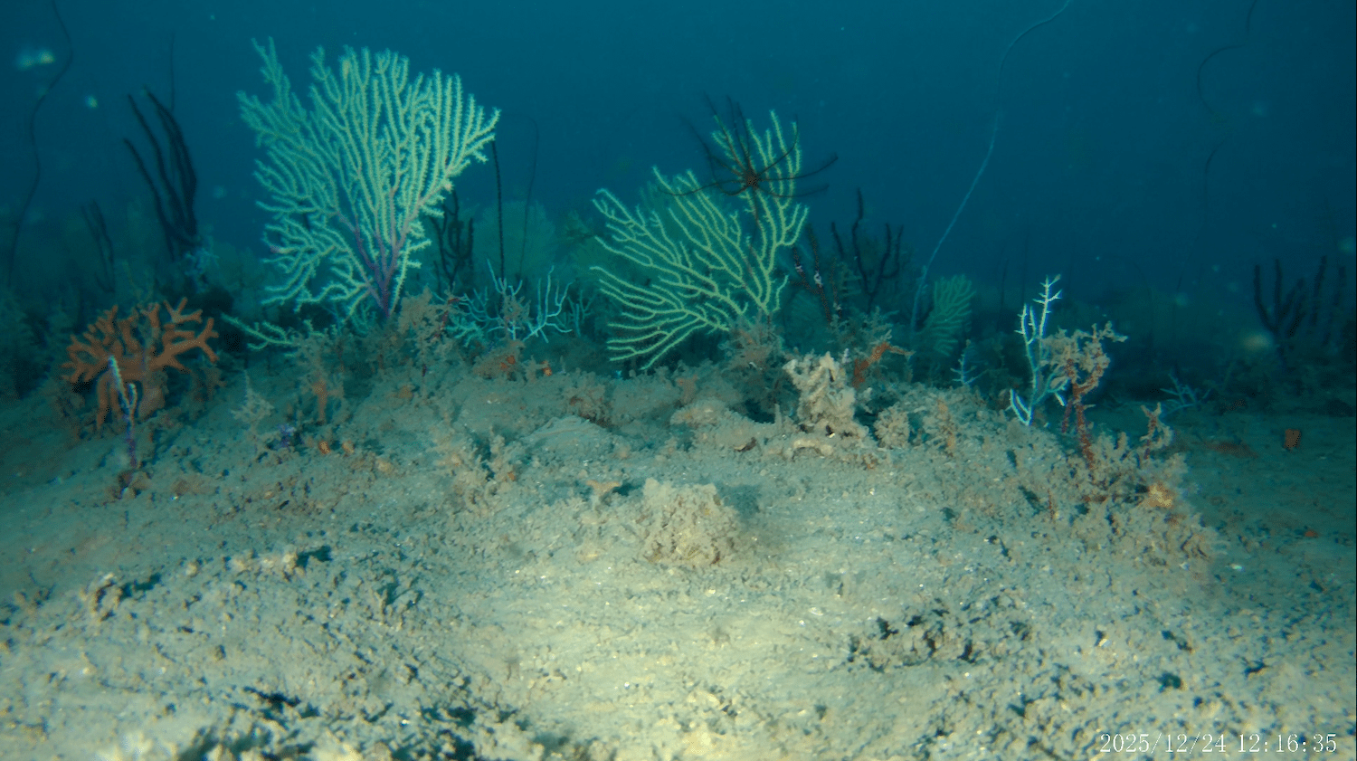 ‘Dead’ coral reef found alive and thriving off West Africa