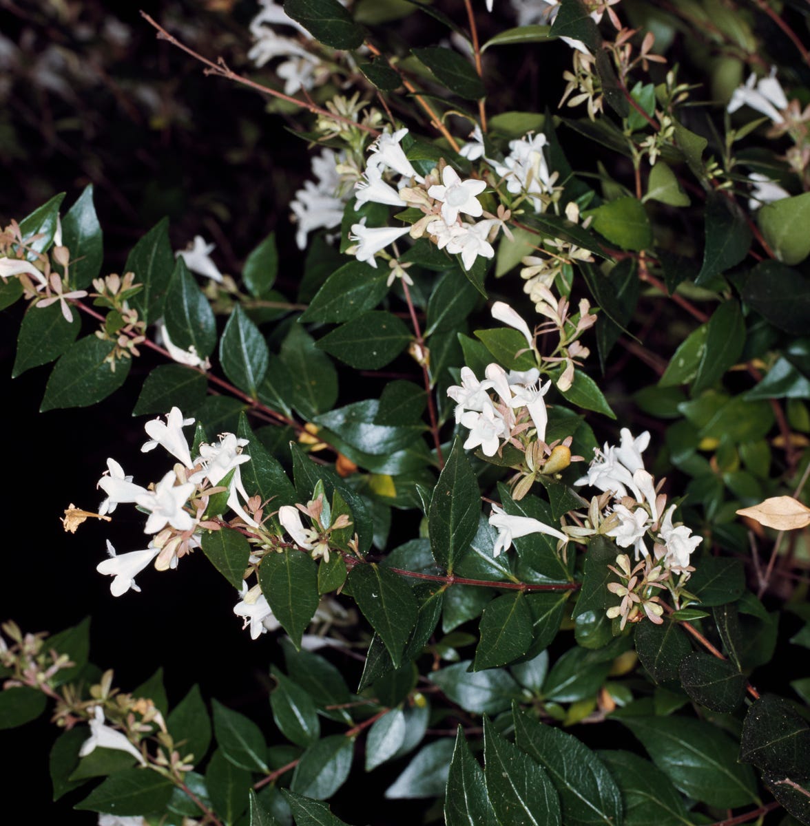 These Heat-Resistant Plants Can Handle Summer’s Hottest Days