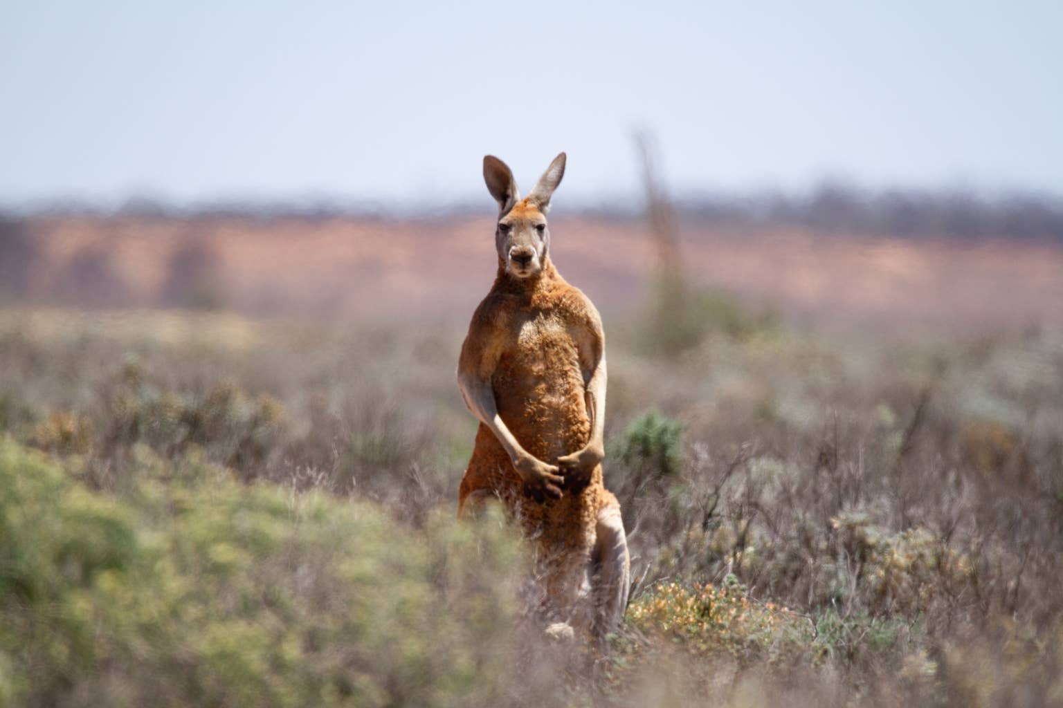 Viewers' Hilarious Reactions to a Mob of Kangaroos Acting Like Neighborhood Watch in Australia