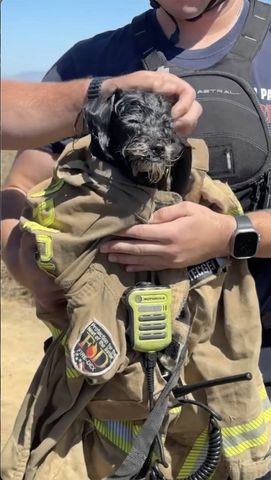 Dog Missing Since Fourth of July Found Swimming in Bay