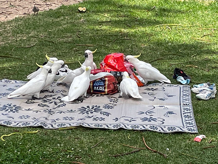 49 Pics That Show Countries Around The World Have Their Own Kinds Of “Pigeons”