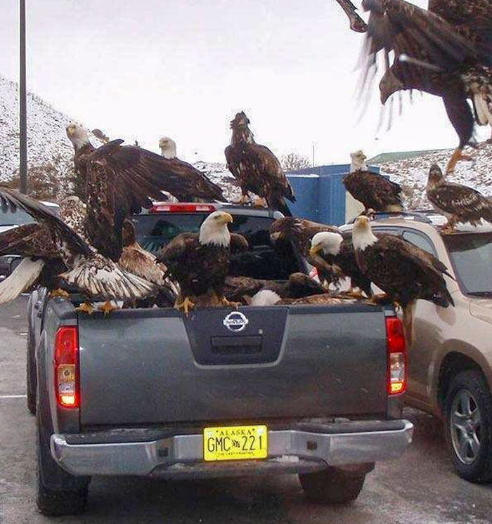 49 Pics That Show Countries Around The World Have Their Own Kinds Of “Pigeons”