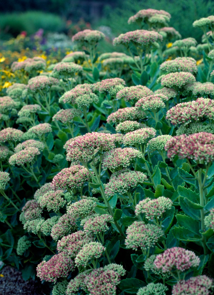 These Heat-Resistant Plants Can Handle Summer’s Hottest Days