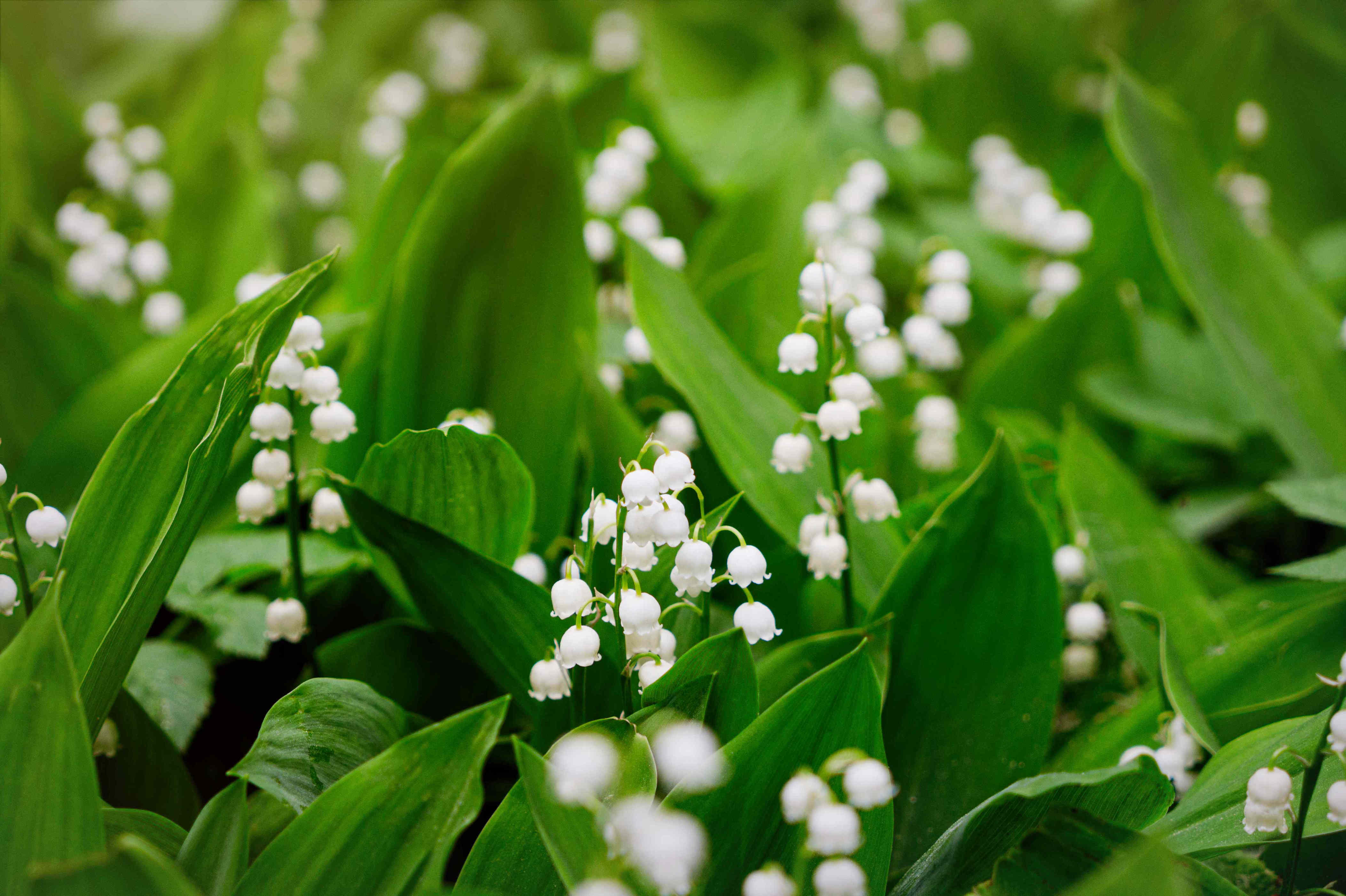 How to get rid of lily of the valley—and what to grow instead