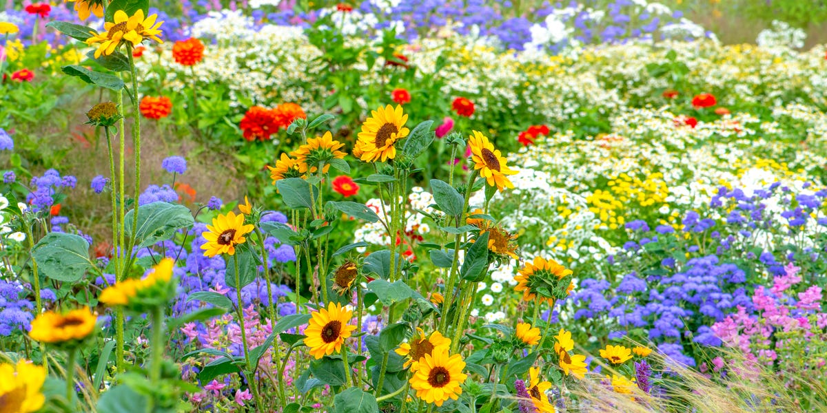 “Plant-by-Number” Gardens Are Replacing Lawns