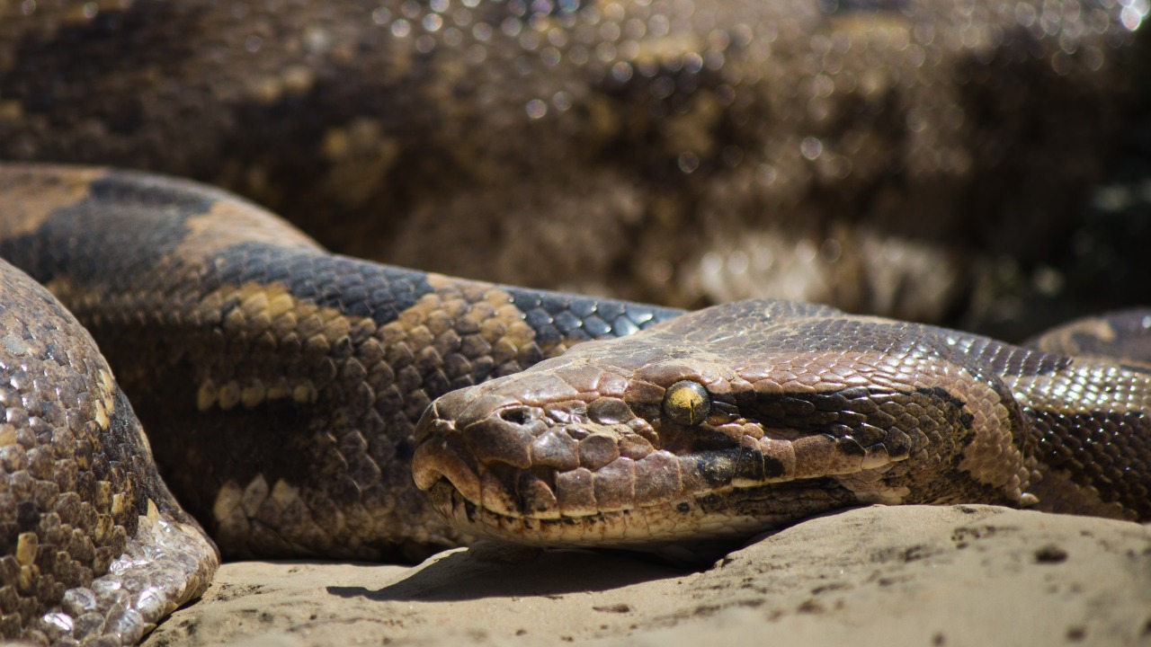 That record Florida python can swallow prey far bigger than scientists believed