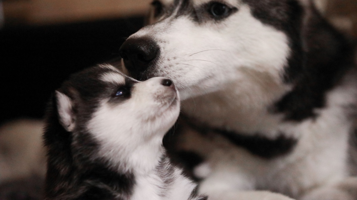 Do dogs remember their puppies? This is what the American Kennel Club says