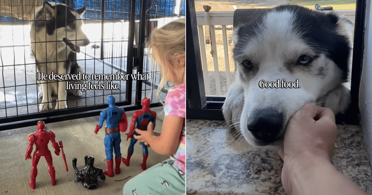Oldest Shelter Dog's Weekend Getaway With Kids Brings Out His Real Personality