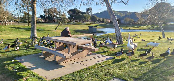 49 Pics That Show Countries Around The World Have Their Own Kinds Of “Pigeons”