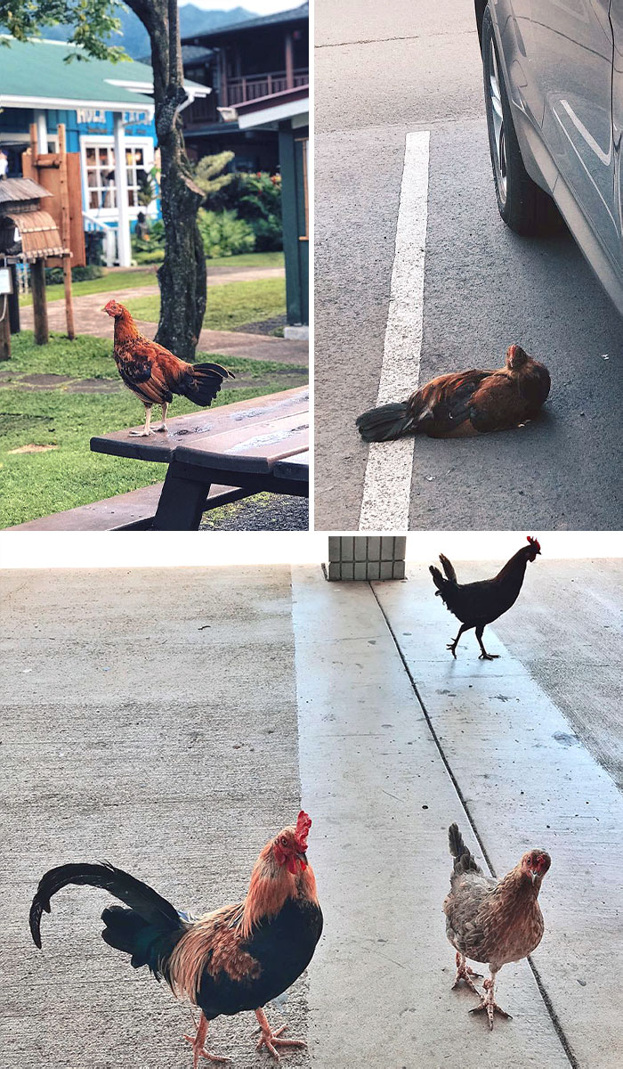 49 Pics That Show Countries Around The World Have Their Own Kinds Of “Pigeons”