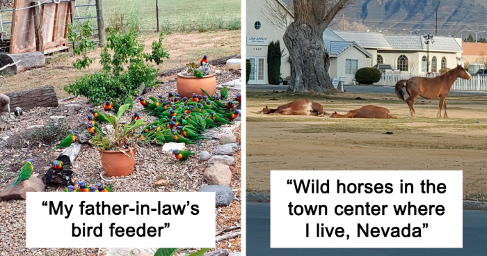 49 Pics That Show Countries Around The World Have Their Own Kinds Of “Pigeons”