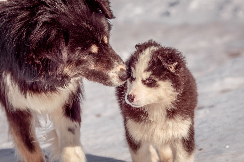 Do dogs remember their puppies? This is what the American Kennel Club says