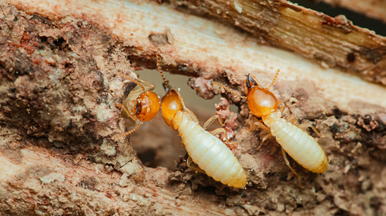 Say goodbye to termites: The EPA's best advice for preventing an infestation