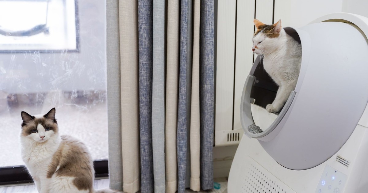 Vets Give Warning: Worst Place To Put Your Cat's Litter Box