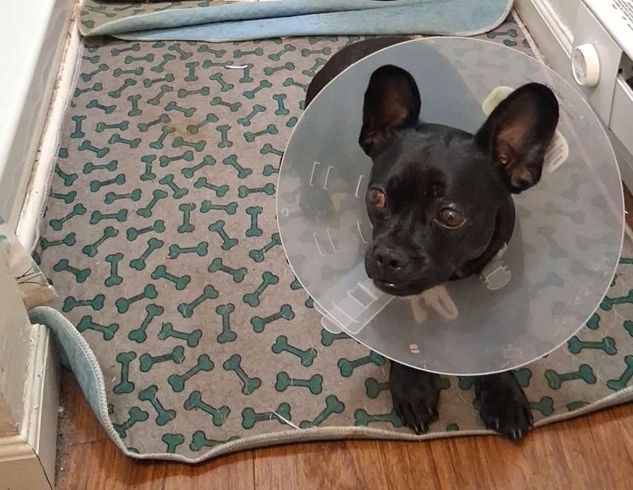 Seymour dog recuperating after attack by dog whose owner died while on walk