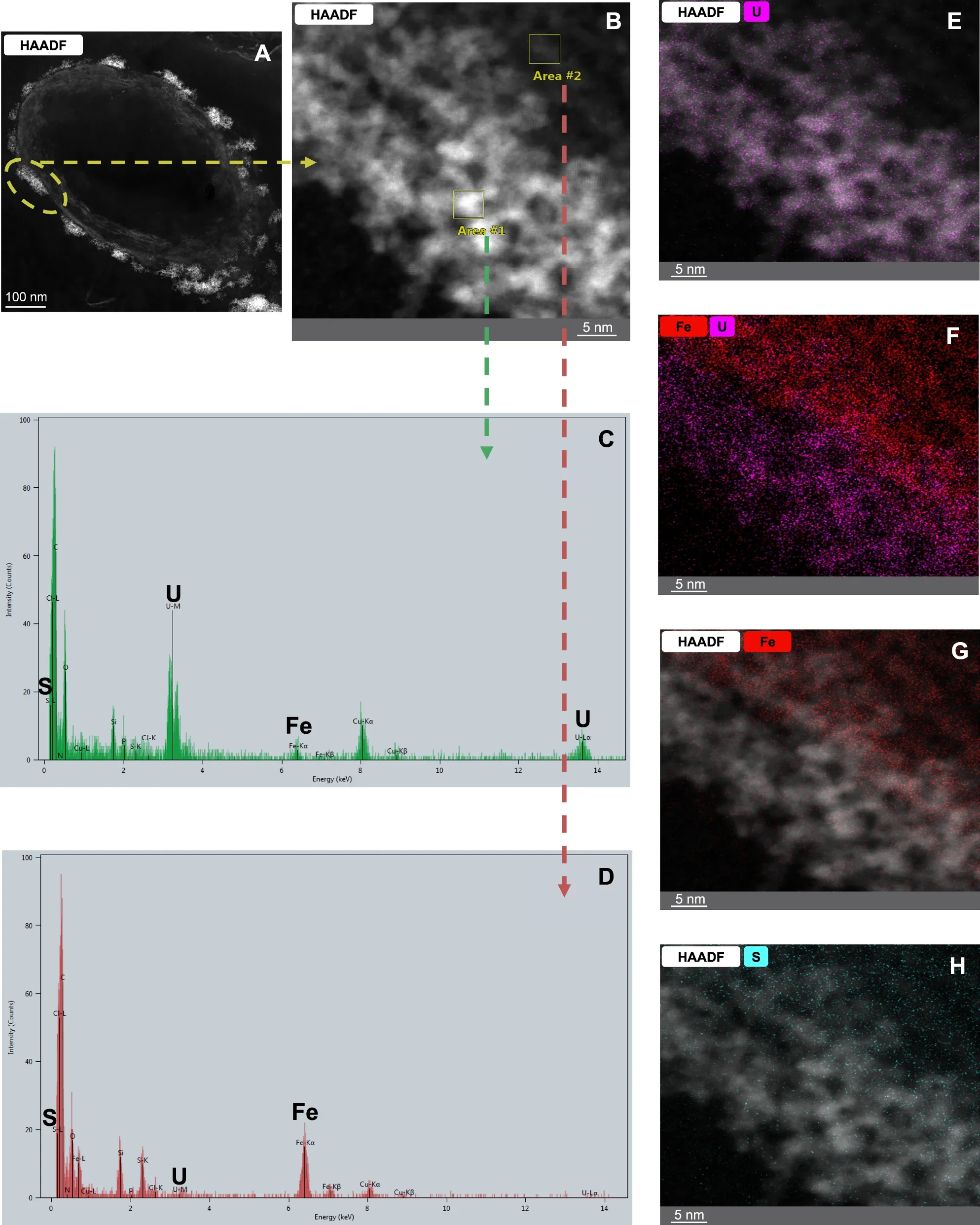 HAADF-STEM imaging and elemental mapping of U precipitates. (CREDIT: Nature Communications)