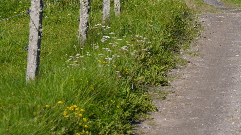 Grass growing over the edge of a gravel driveway