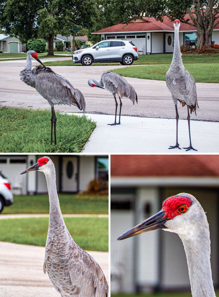 49 Pics That Show Countries Around The World Have Their Own Kinds Of “Pigeons”