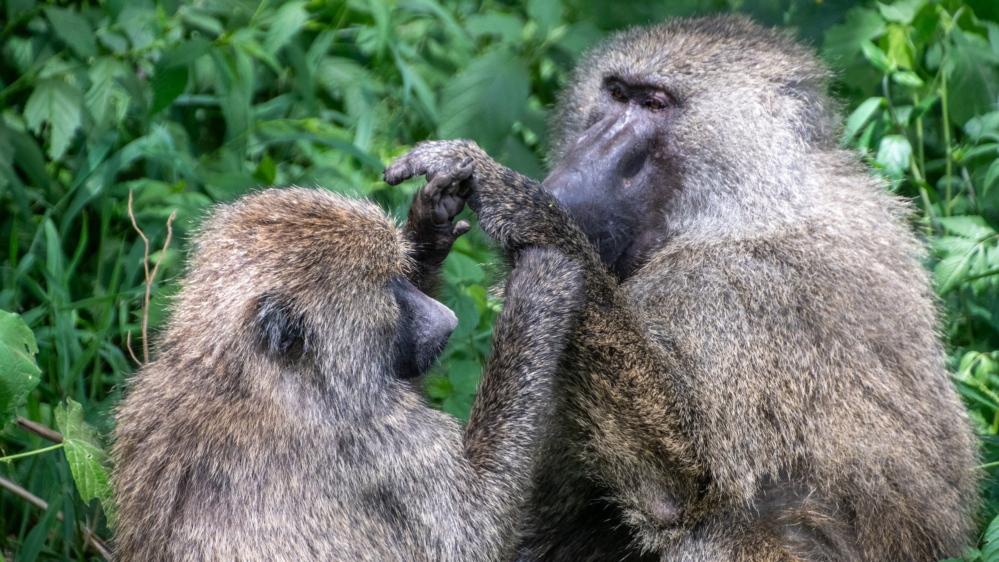 Monkeys are surprisingly good at geometry