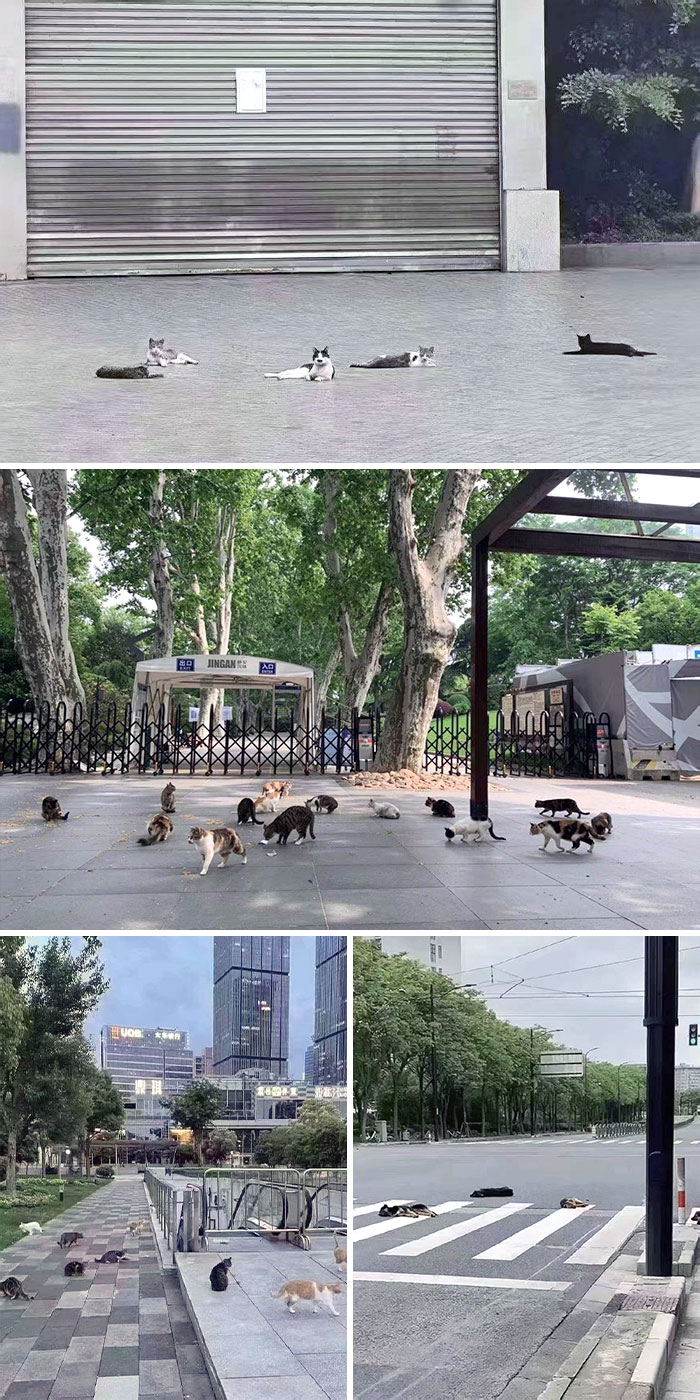 49 Pics That Show Countries Around The World Have Their Own Kinds Of “Pigeons”
