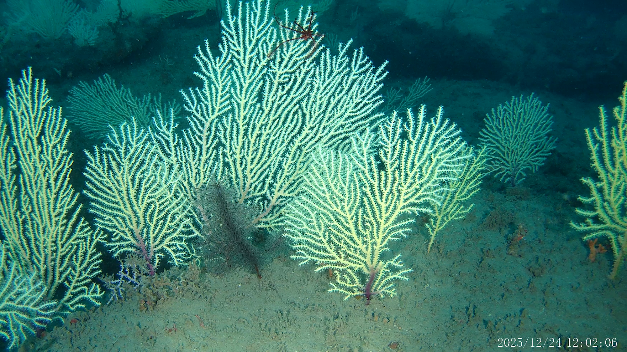 ‘Dead’ coral reef found alive and thriving off West Africa