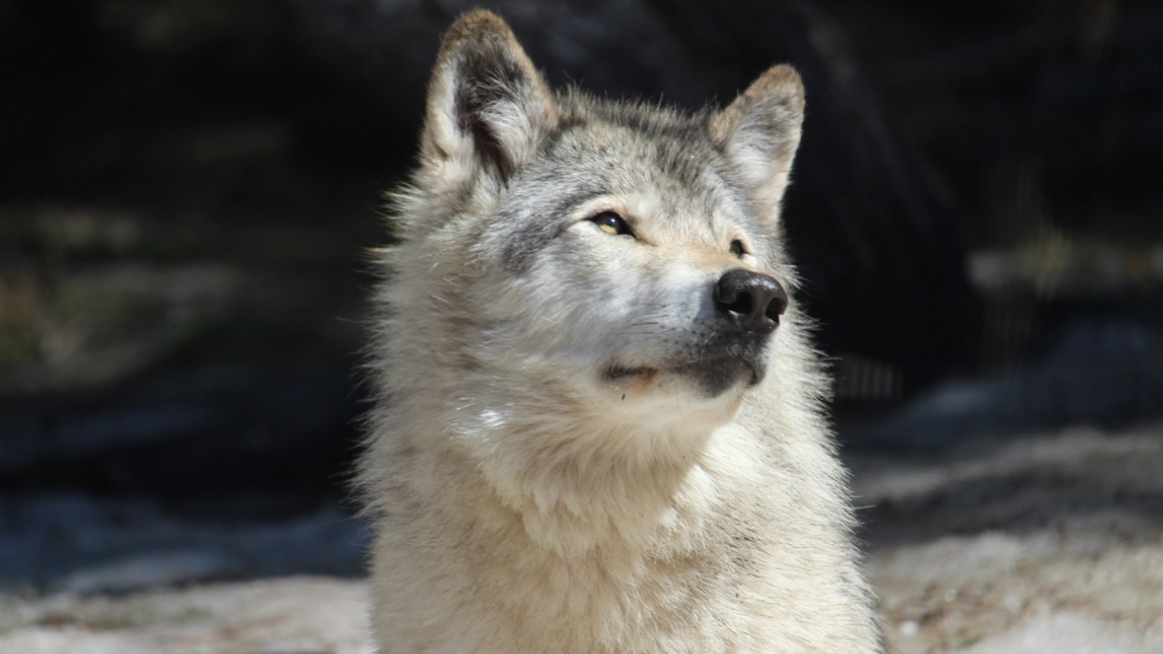 The company that revived the dire wolf now says a mammoth calf is coming by 2028