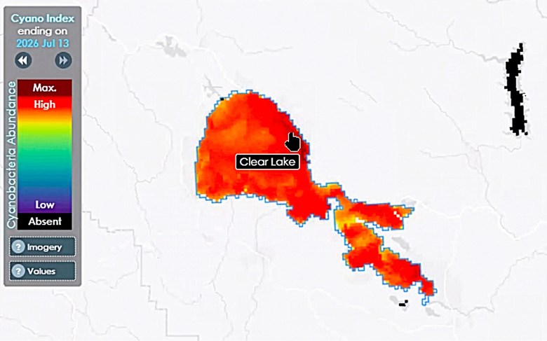 A map showing high cyanobacteria abundance around Clear Lake as of July 13, 2026, with red areas indicating maximum levels.